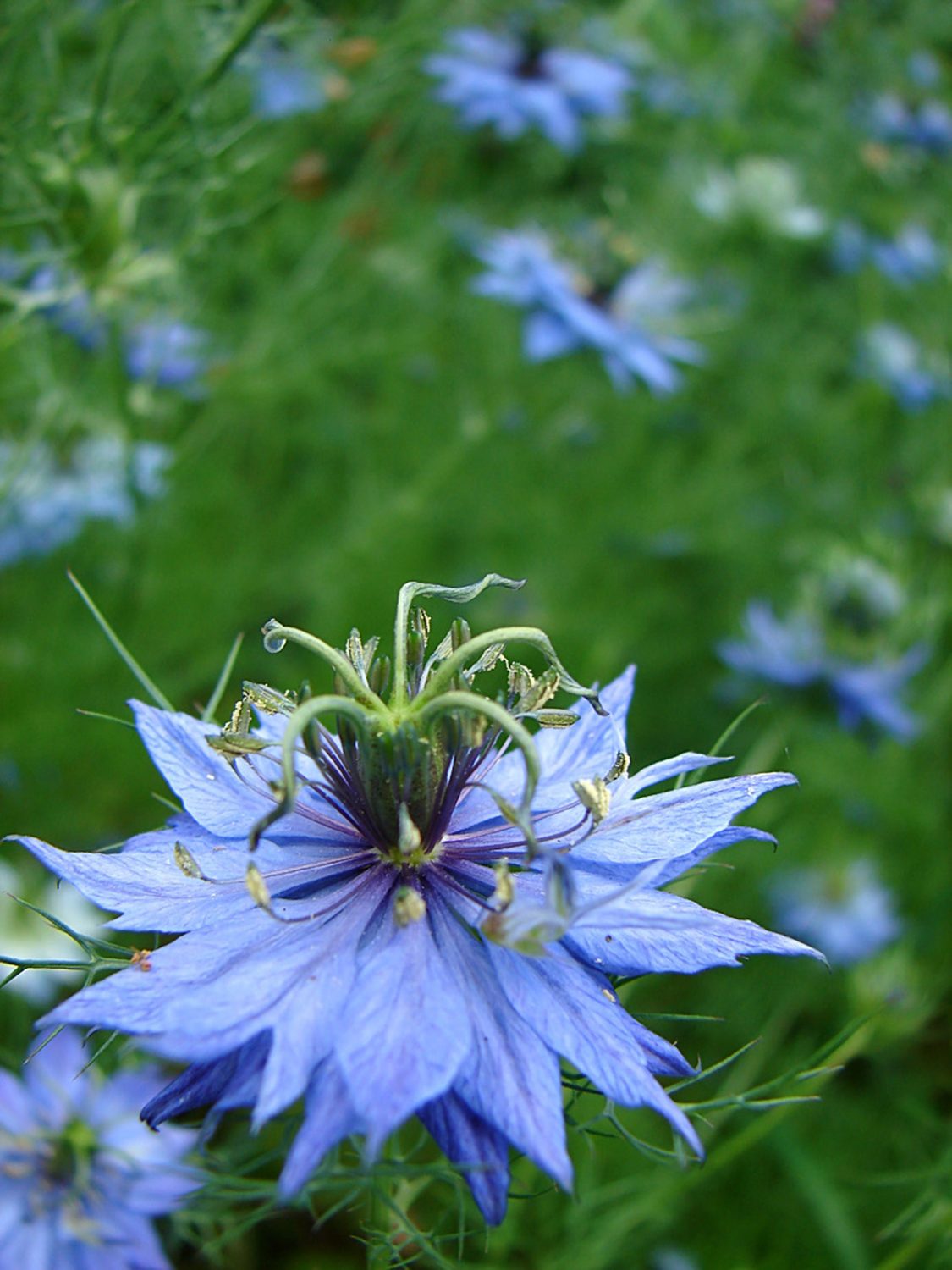 Nigella attract beneficial insects into the garden