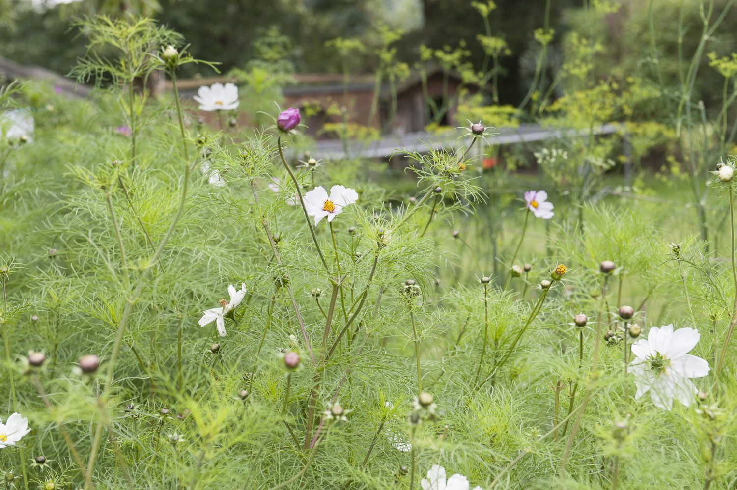 Cosmos fronds provide a rich sea of greenery dotted with pink and white petals
