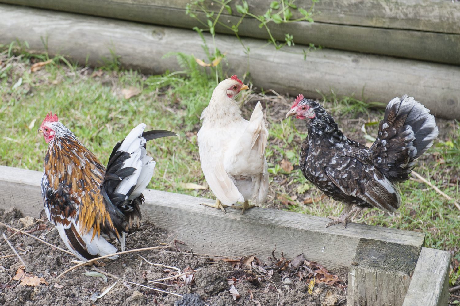A trio of Serama chickens, one of the smallest breeds of chicken in the world, explore a recently emptied vegetable bed; cosmos fronds provide a rich sea of greenery dotted with pink and white petals