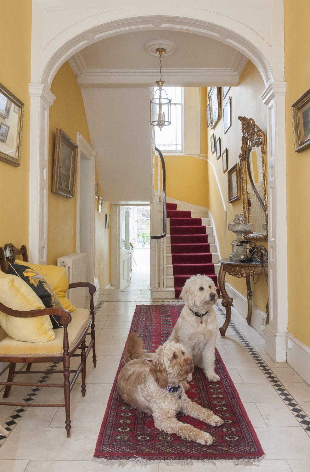 Dawn’s Goldendoodles wait patiently to be photographed in the hallway