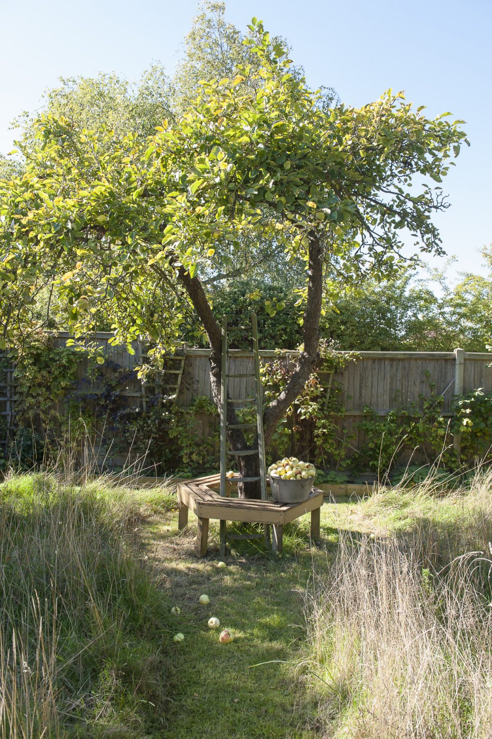 One of many fruit trees in the back garden