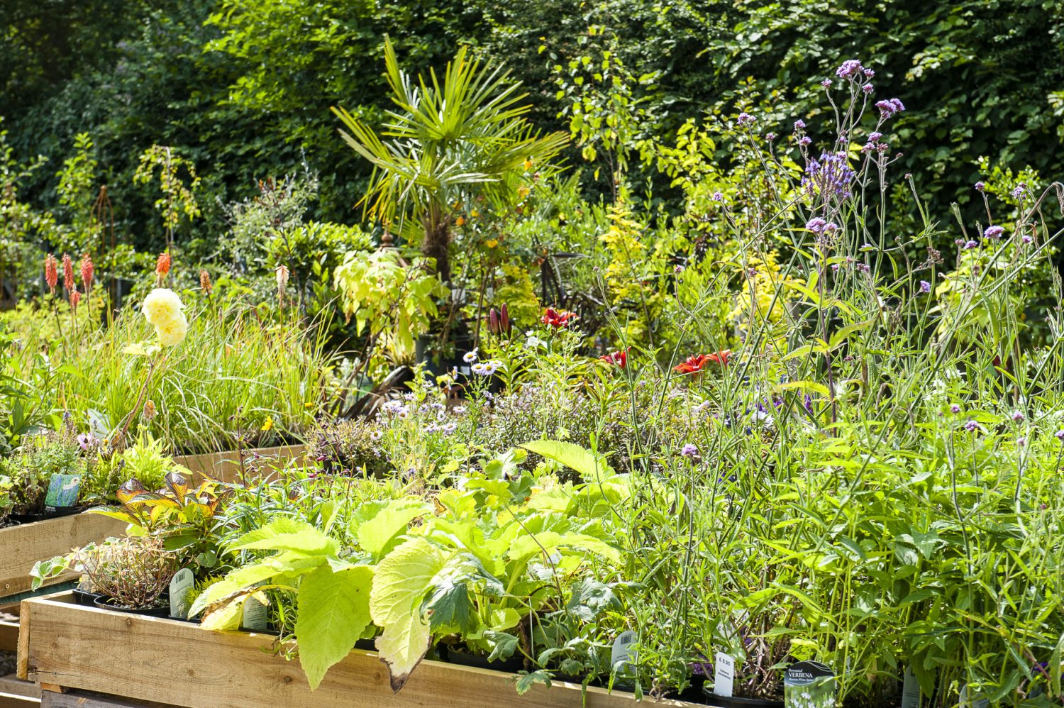 A raised bed full of vibrant planting