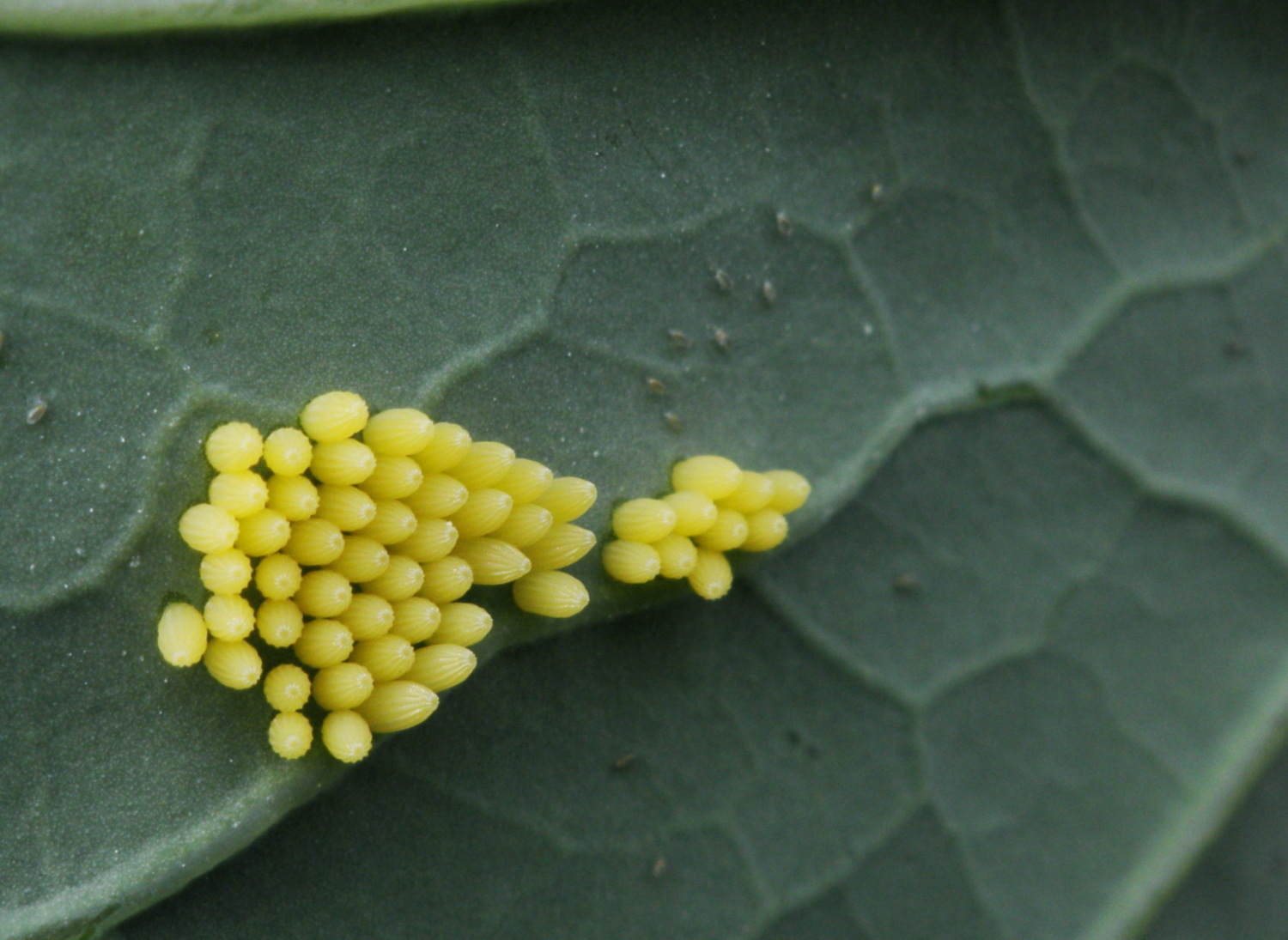 Look regularly on the undersides of leaves for caterpillars and for eggs, which are often laid in clutches and pick them off by hand