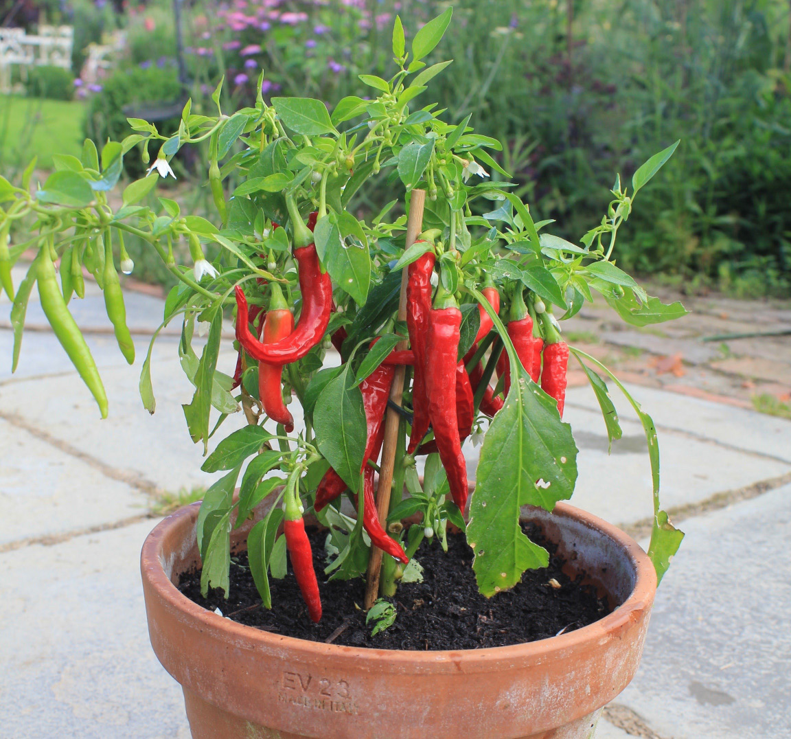 Grow your own chillies and herbs