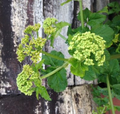 Alexanders can often be found on the sites of monastery gardens and were both a food source and perhaps used as a medicinal ingredient by the monks