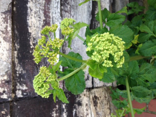 Alexanders can often be found on the sites of monastery gardens and were both a food source and perhaps used as a medicinal ingredient by the monks