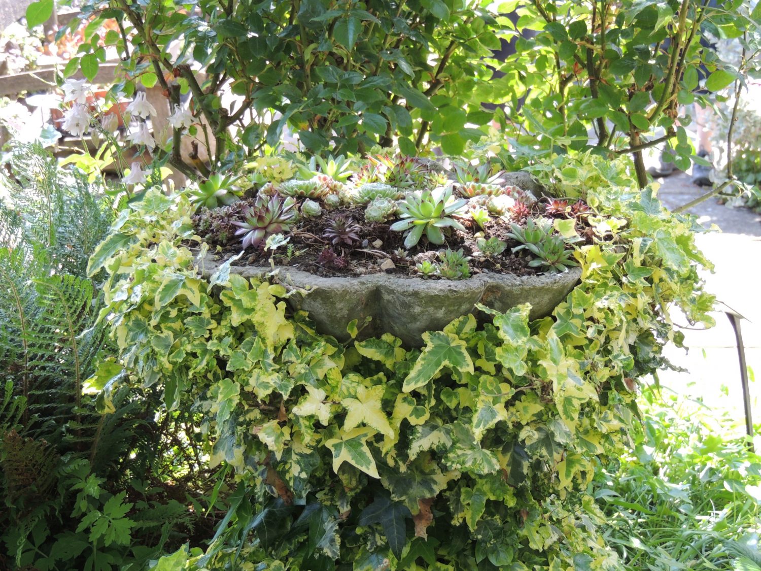 Variegated ivy snakes around a stone planter