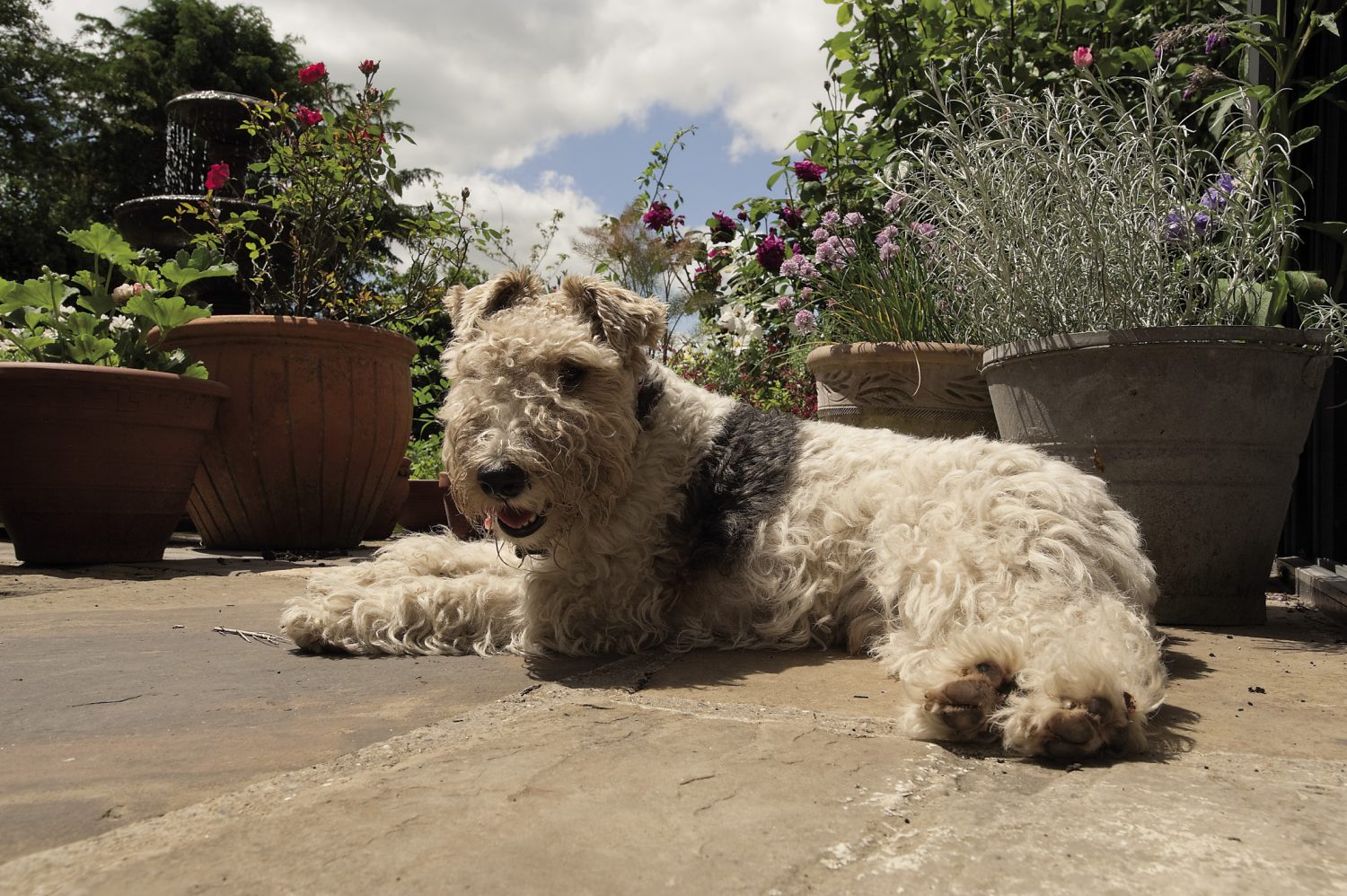 Hector the fox terrier basks in the sunshine