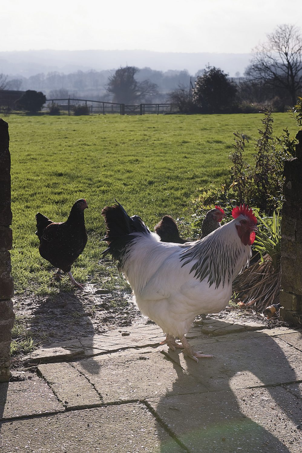 the chickens enjoy the afternoon sunshine