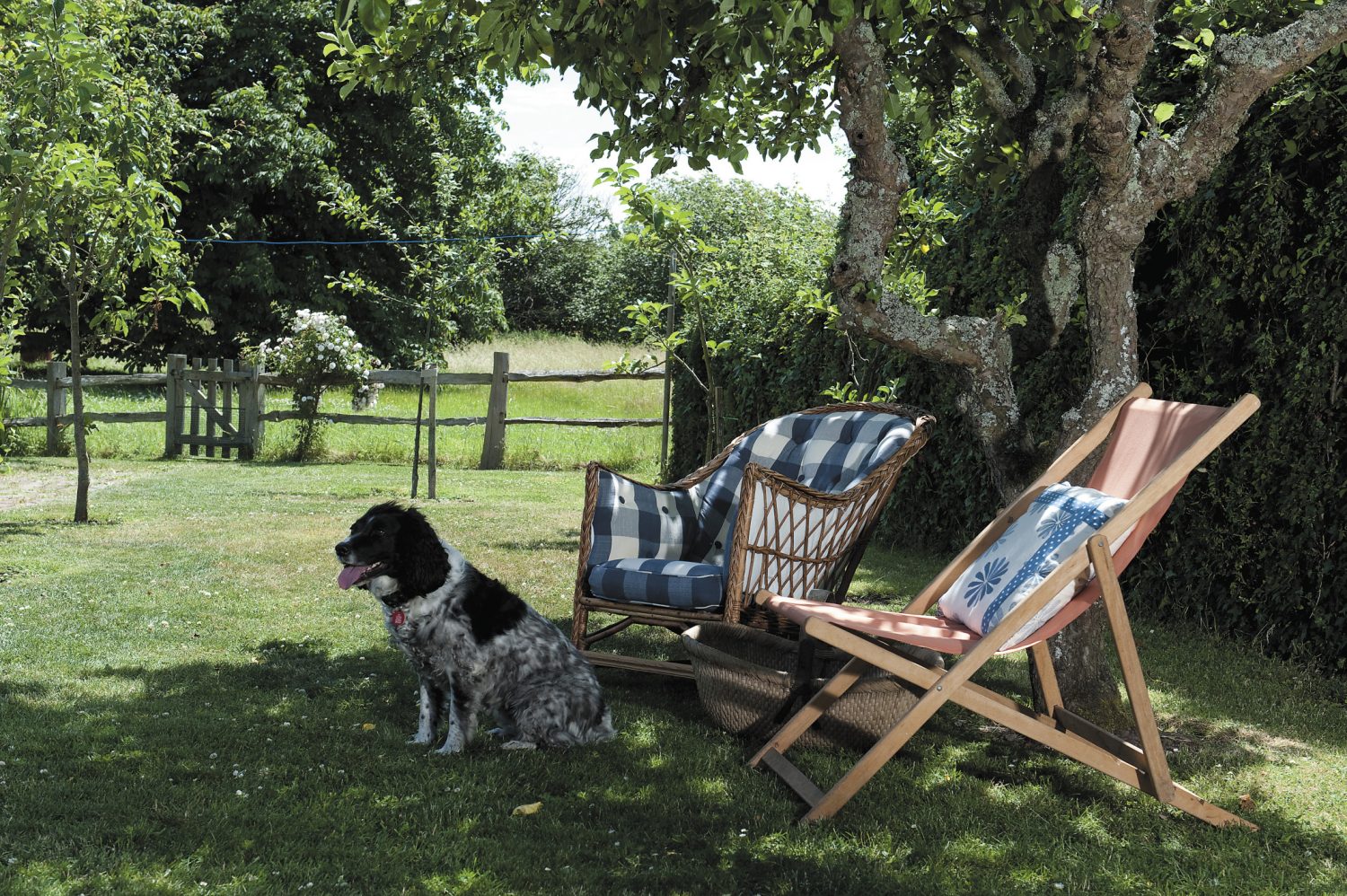 In the shade of a spreading apple tree a deckchair and cane seat have been placed in a conversational group