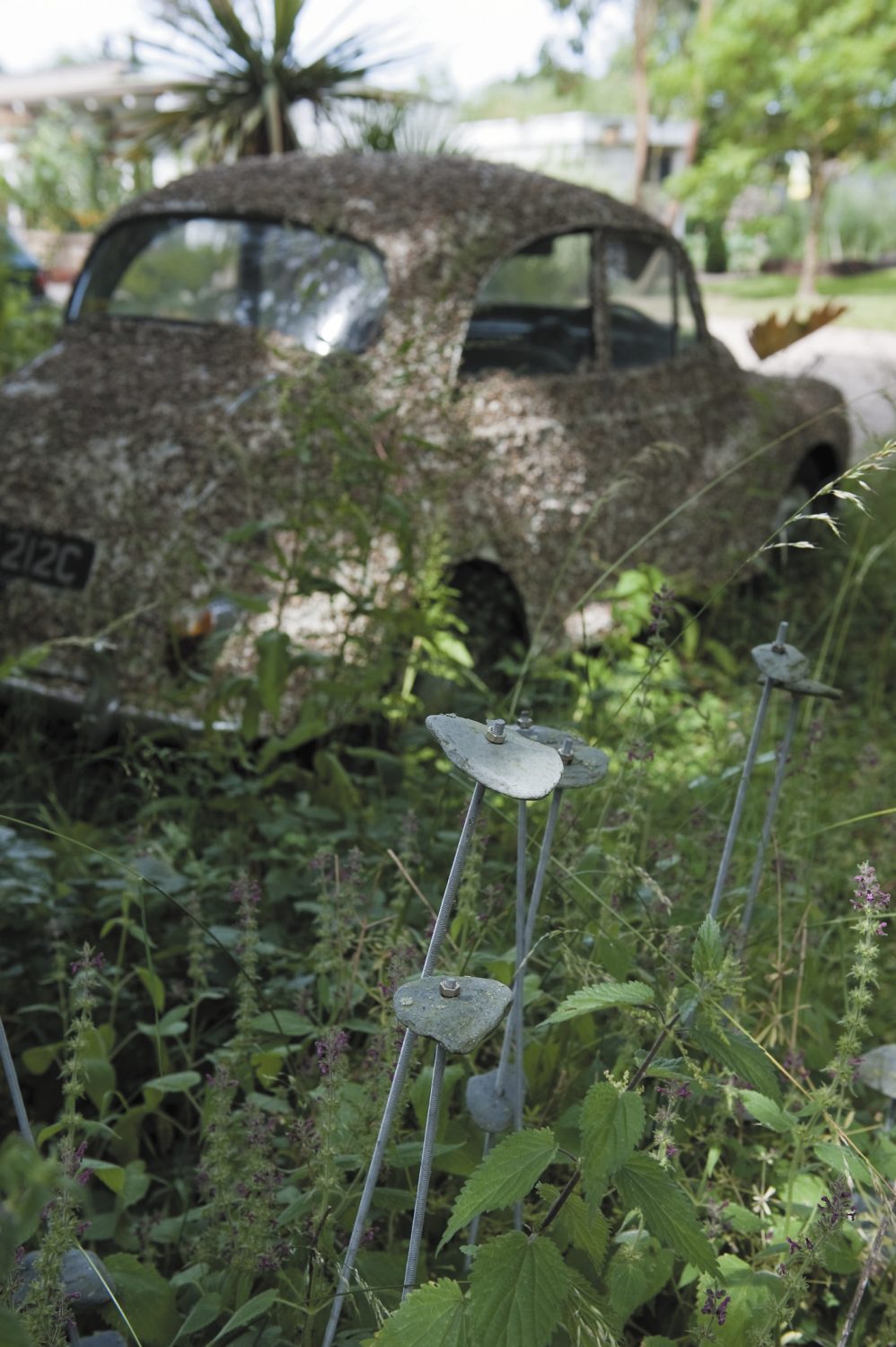 Dozing in the shade amid wild flowers and ornamental rhubarb is a 1960s Morris Minor, pebble-dashed with gravel left over from resurfacing the drive