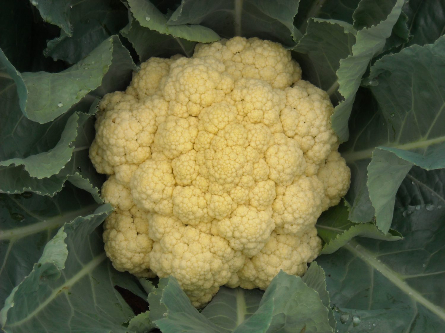 brassicas like compacted clay