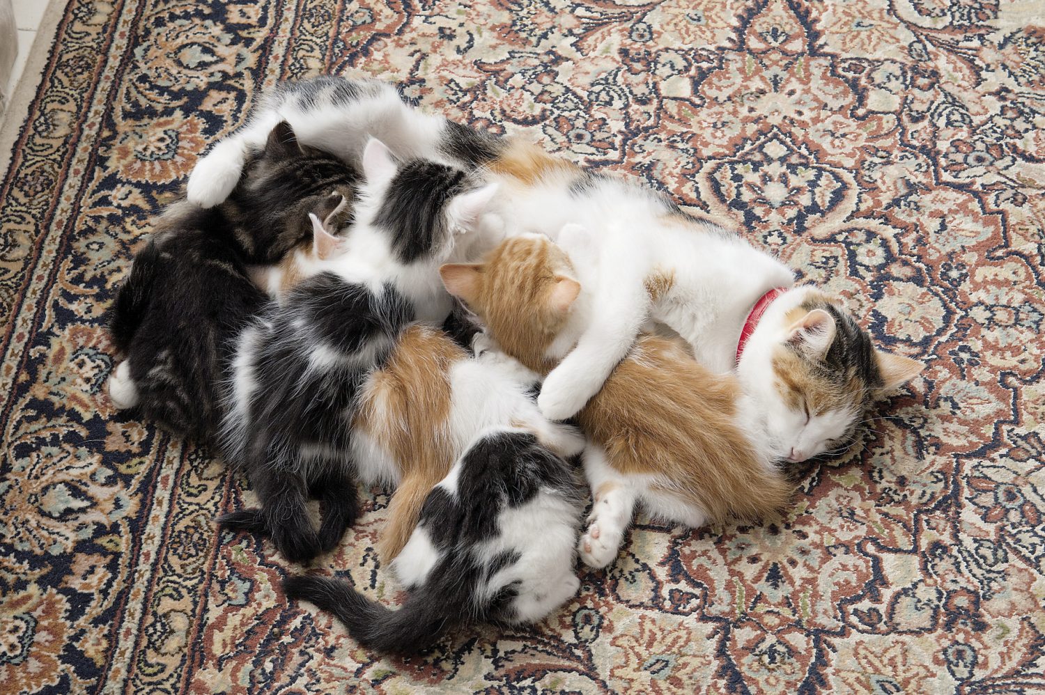 The six gorgeous kittens with their mum