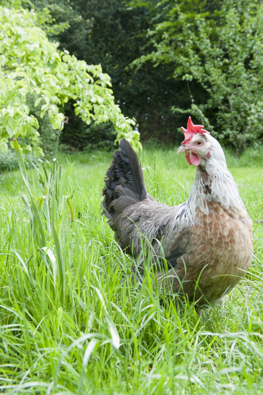 We’re led back up through the garden into the orchard where her comely purebred hens – Buff Laced Wyandotte, Speckled Sussex and Silver-grey Dorking – amble contentedly around