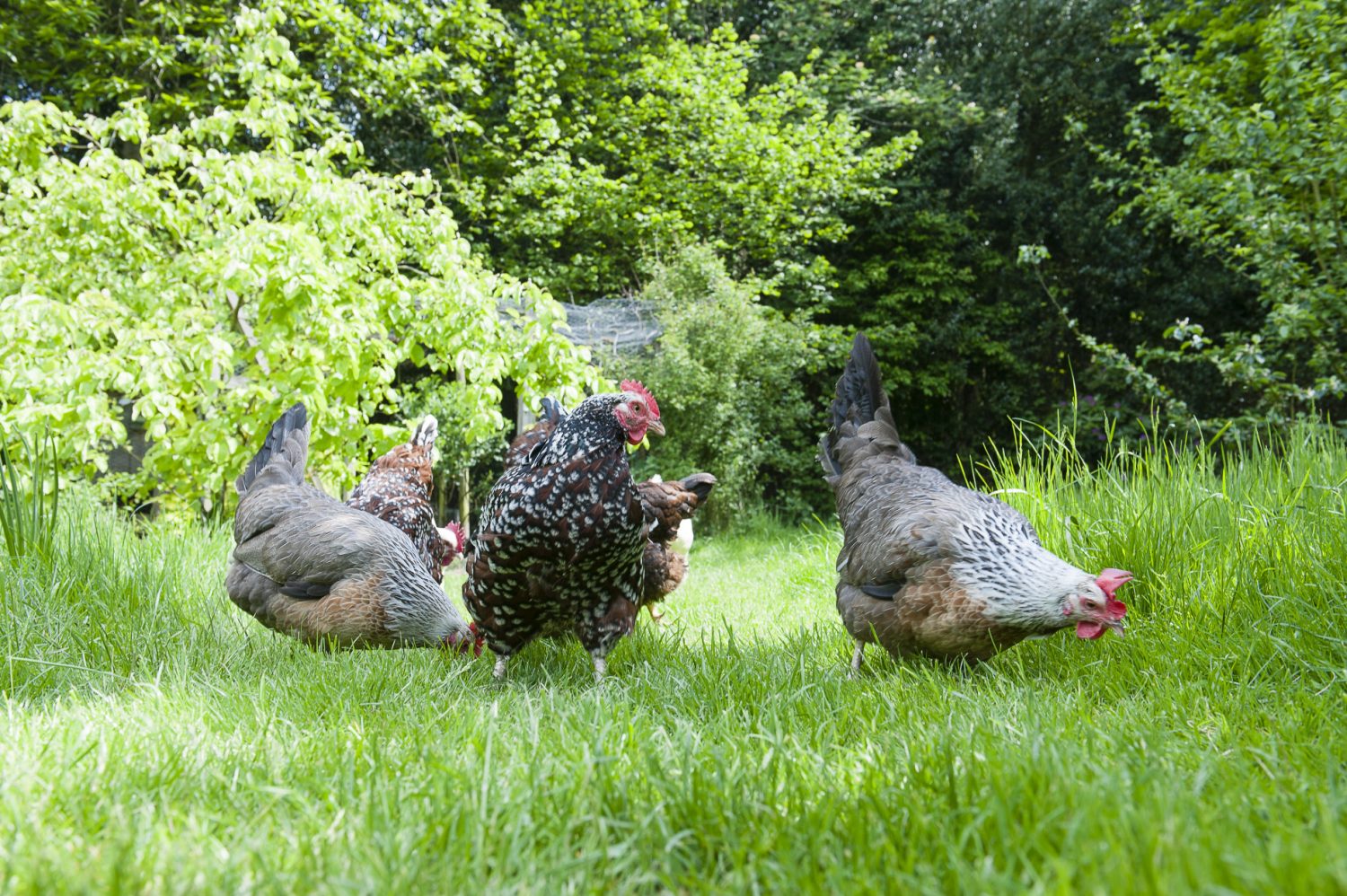 Wendy’s pampered hens enjoy scratching around at the top of the garden