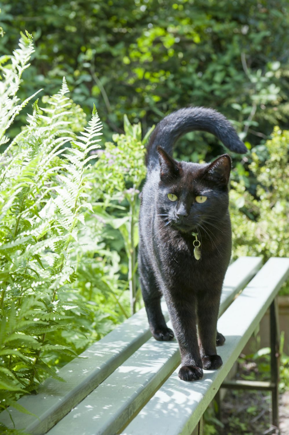 Spider the black cat soaks up some sunshine on a bench