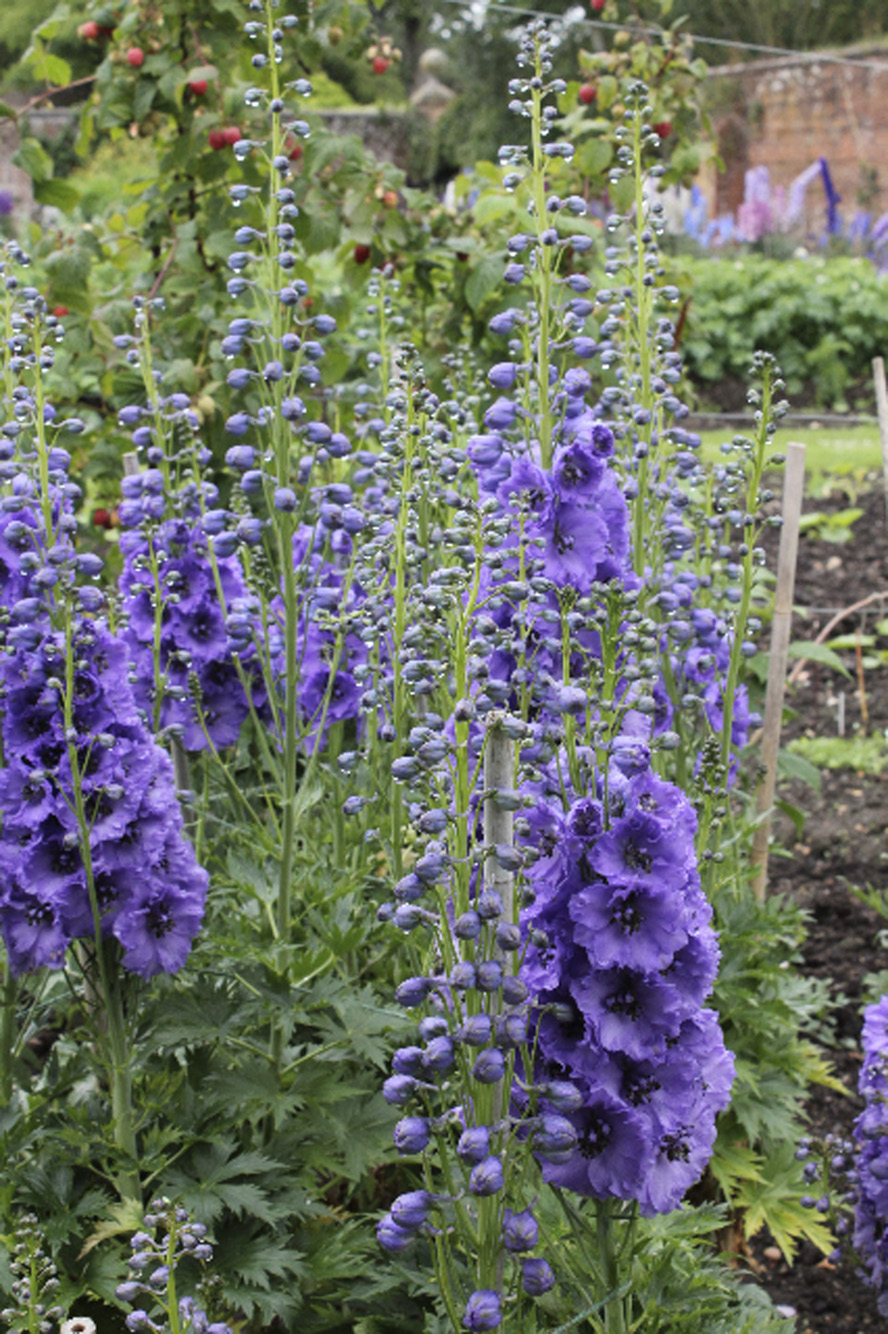 Delphiniums will need careful staking (but even then don’t always behave themselves, often ending up like a parade of drunken soldiers)
