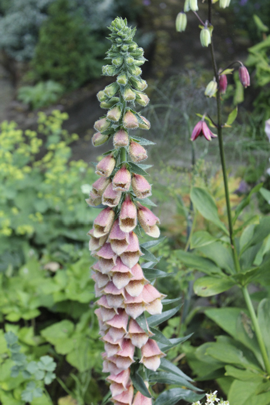 Foxgloves grow well in the shade