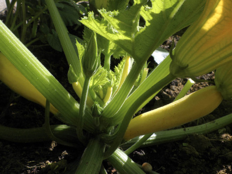 Try to pick crops like beans and courgettes while they’re still fairly small