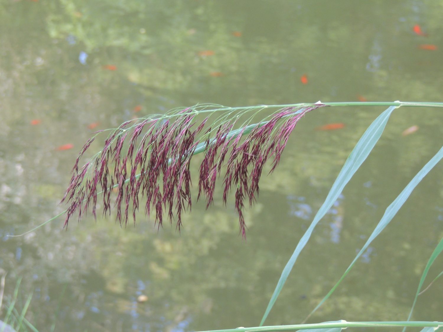 The flower of the Common Reed