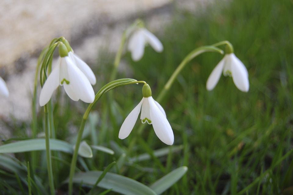 Snowdrops are fearless in the face of bad weather