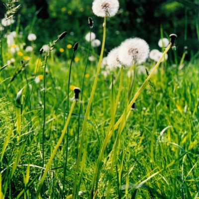 The dandelion taraxacum officinale needs no introduction and despite traditional beliefs, will not have you wetting the bed if you eat it