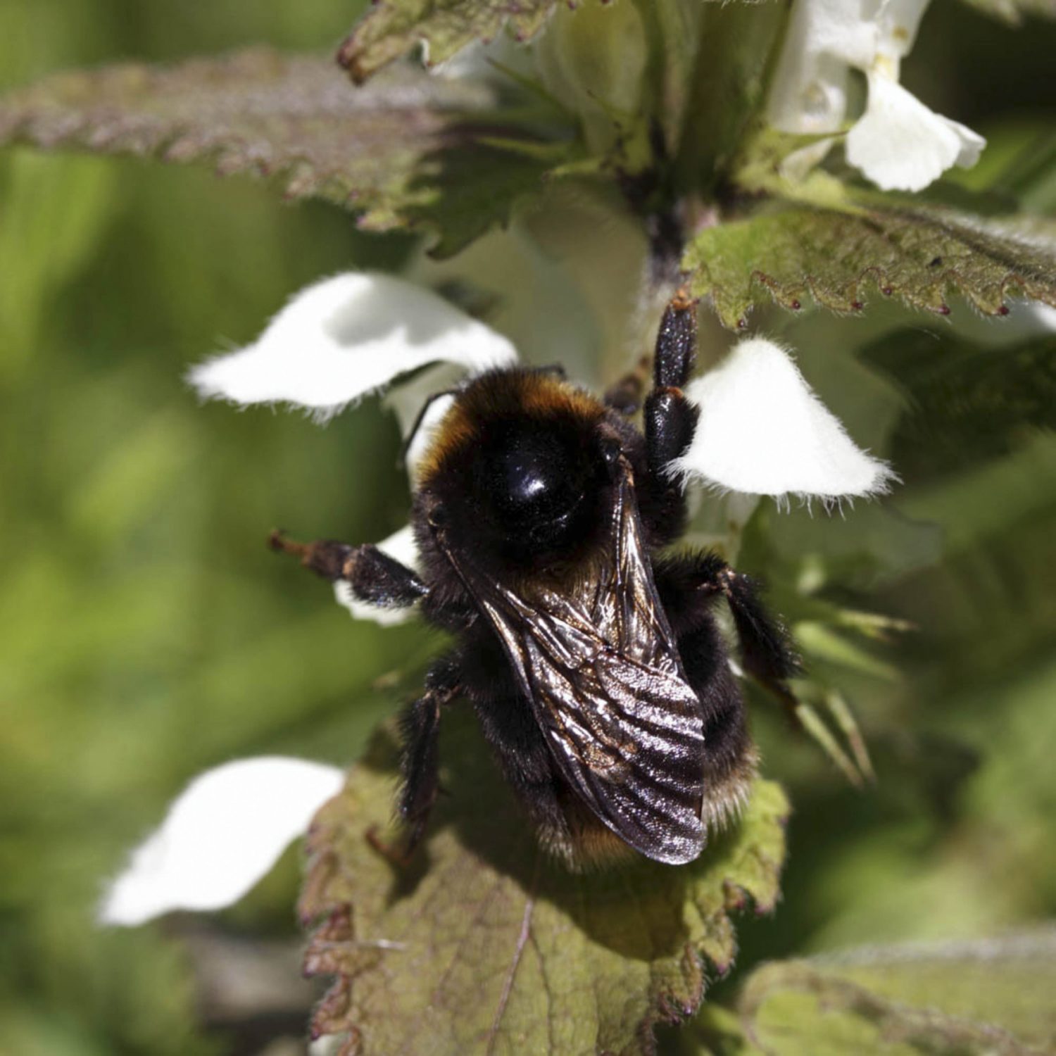 A project to reintroduce the short-haired bumblebee, Bombus subterraneus was set up in January 2009 with partners, the RSPB, Natural England, the Bumblebee Conservation Trust and Hymettus