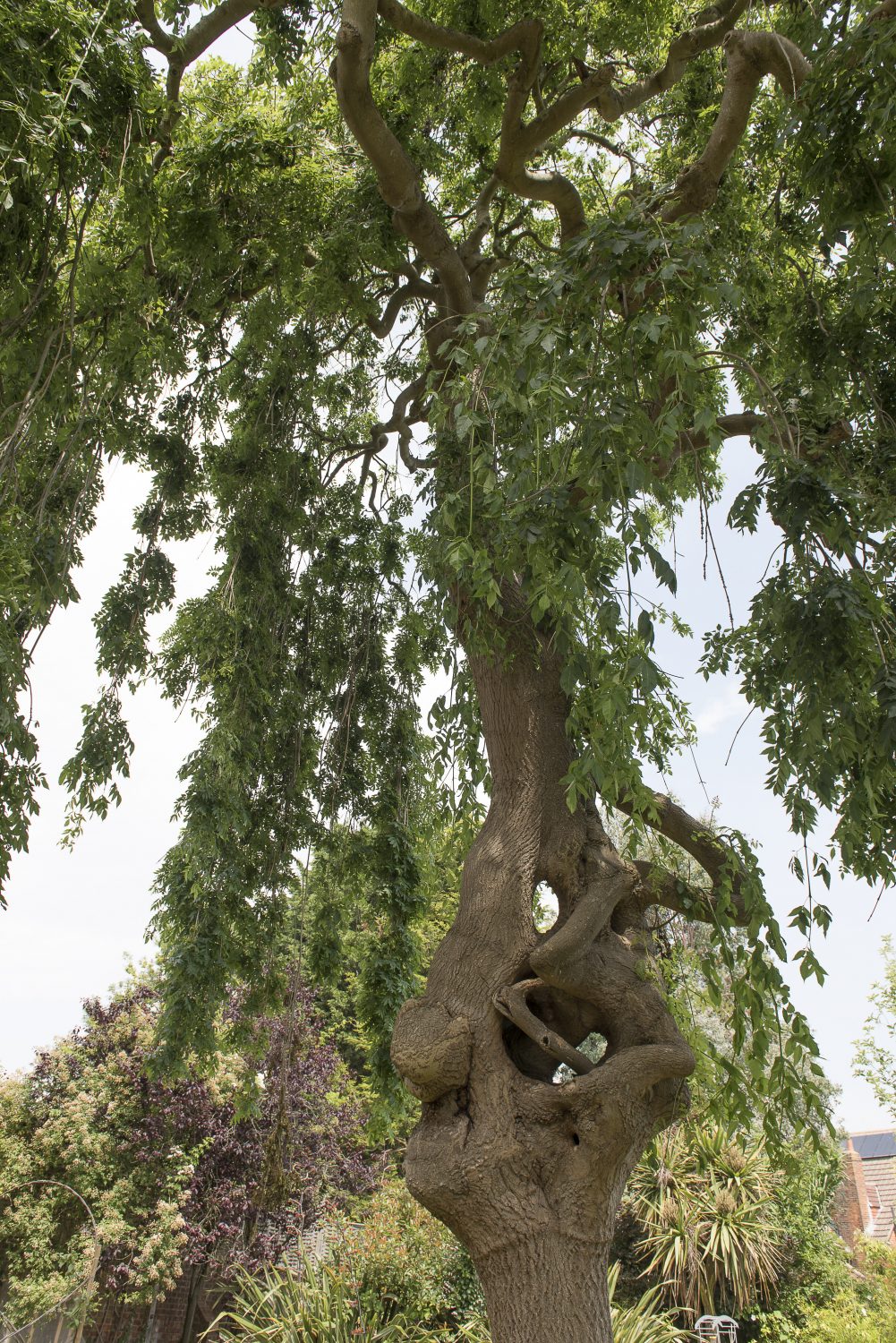 The garden is dominated by a weeping ash grafted onto a standard ash tree, probably planted when the house was built – and which feels like a character in its own right