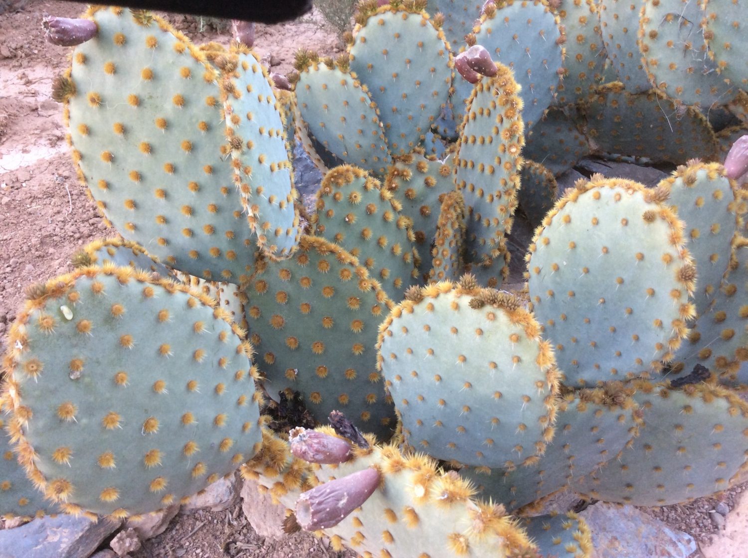 Cactus are the perfect plants for the young who tend to be out a lot or perhaps live in flats without access to gardens, as they require little care and are almost impossible to kill