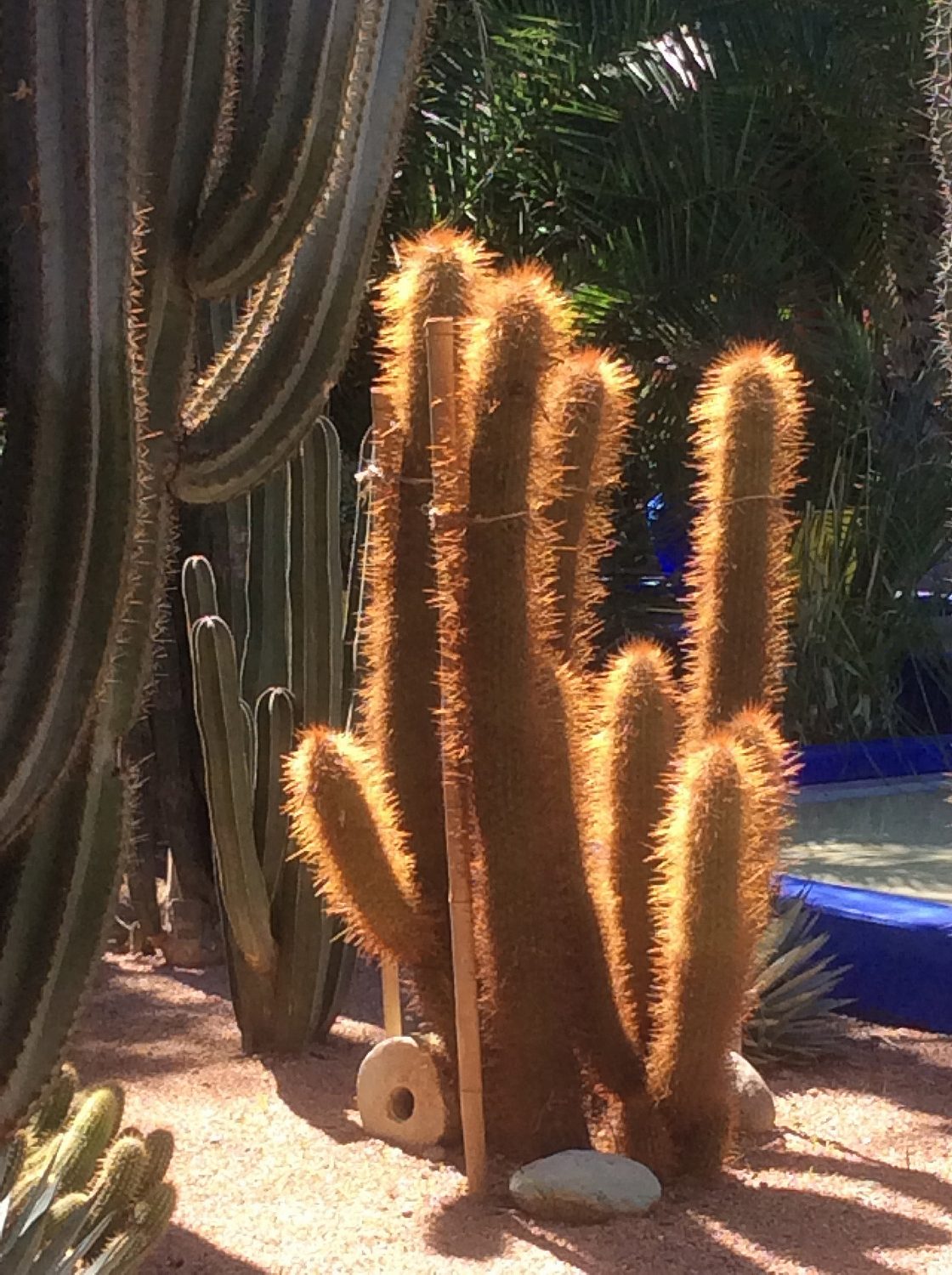Cacti in the Marjorelle Garden, in Marrakech, restored by Yves Saint Laurent and Pierre Bergé