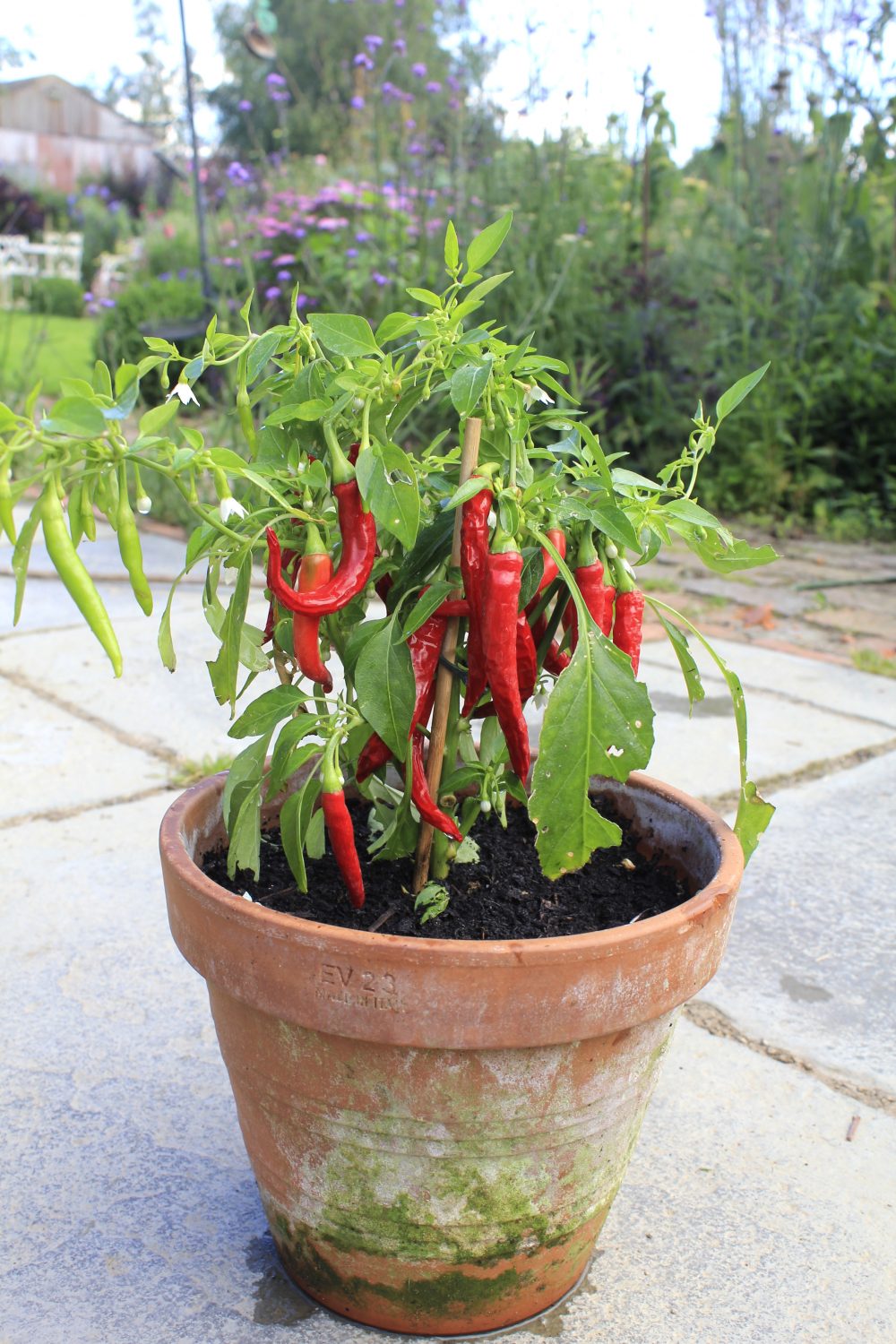 Home-grown chillies are great for cooking – and look lovely too