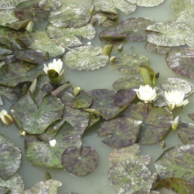 Lovely water lilies