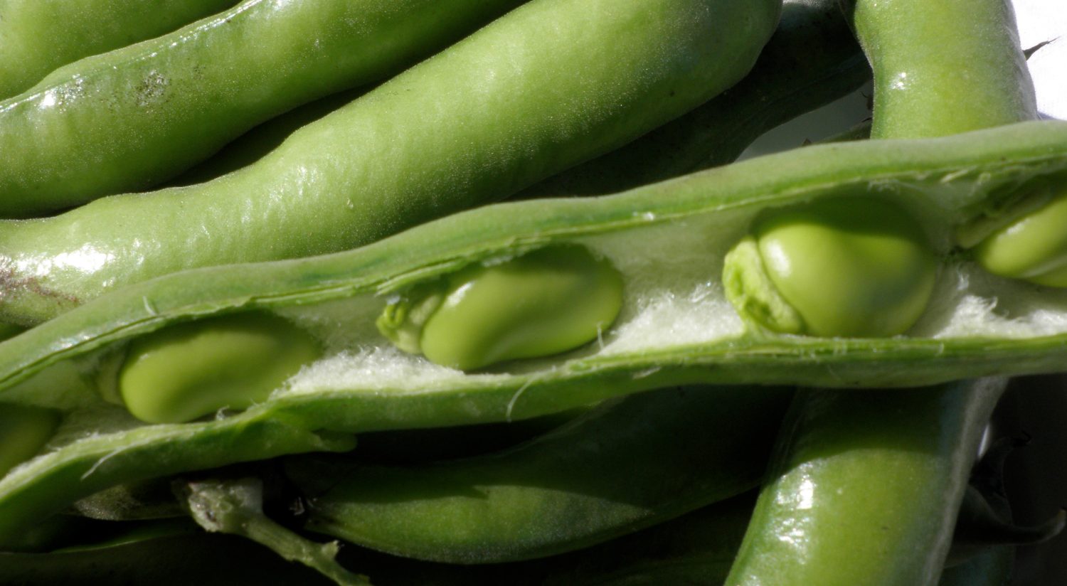 cool veg broad beans
