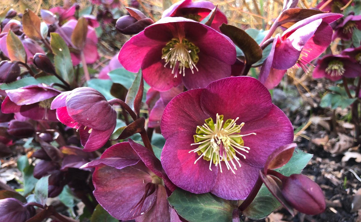 Hellebores brighten up shady corners and look great in winter containers