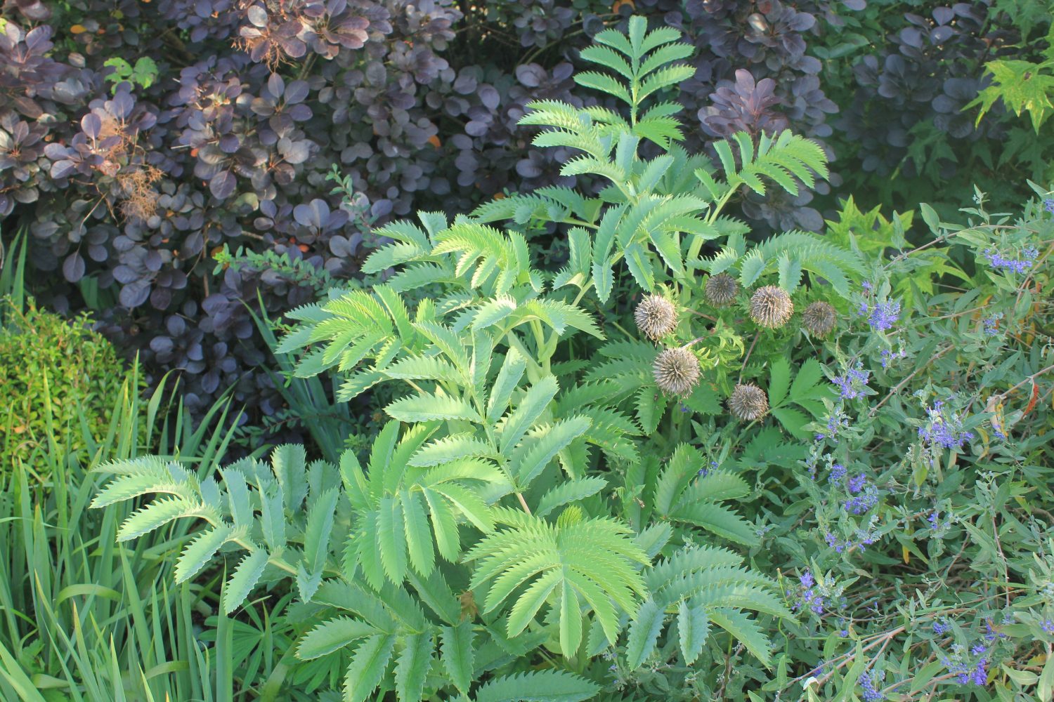 Melianthus major is a surprisingly hardy exotic architectural anchor plant