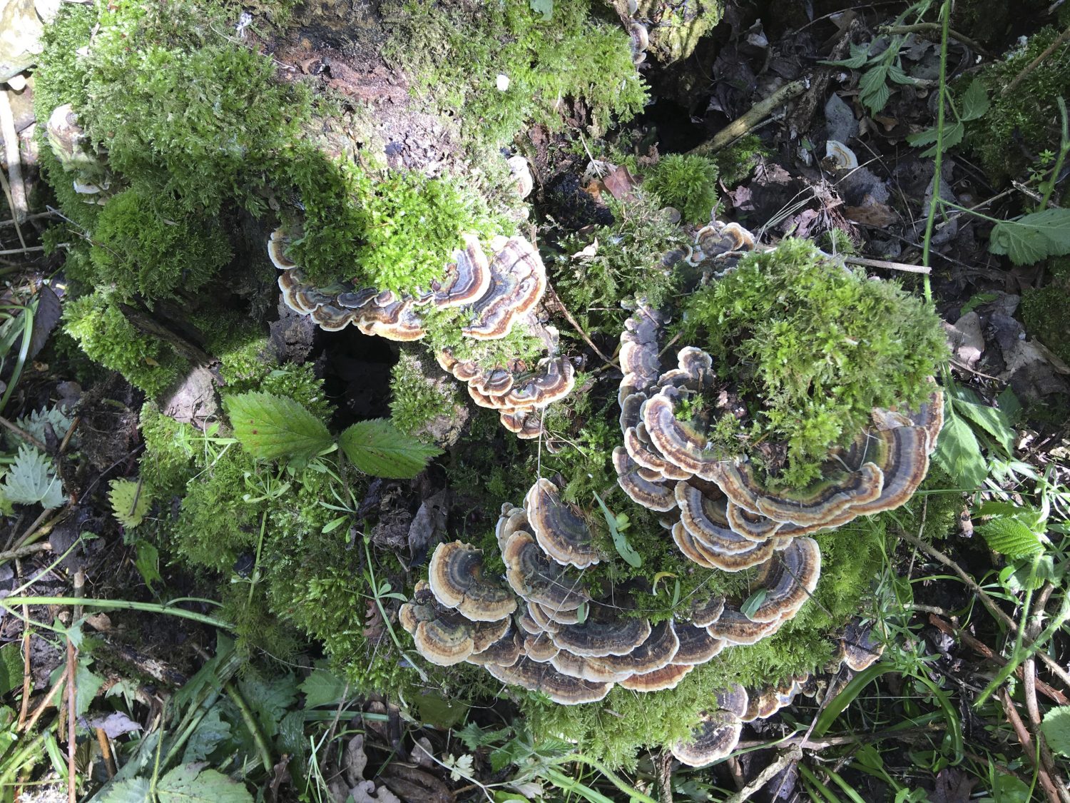 Fungus on a chestnut stump