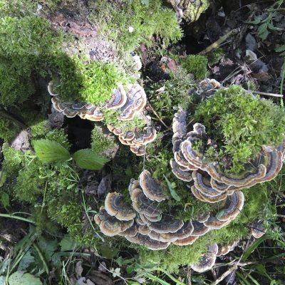 Fungus on a chestnut stump