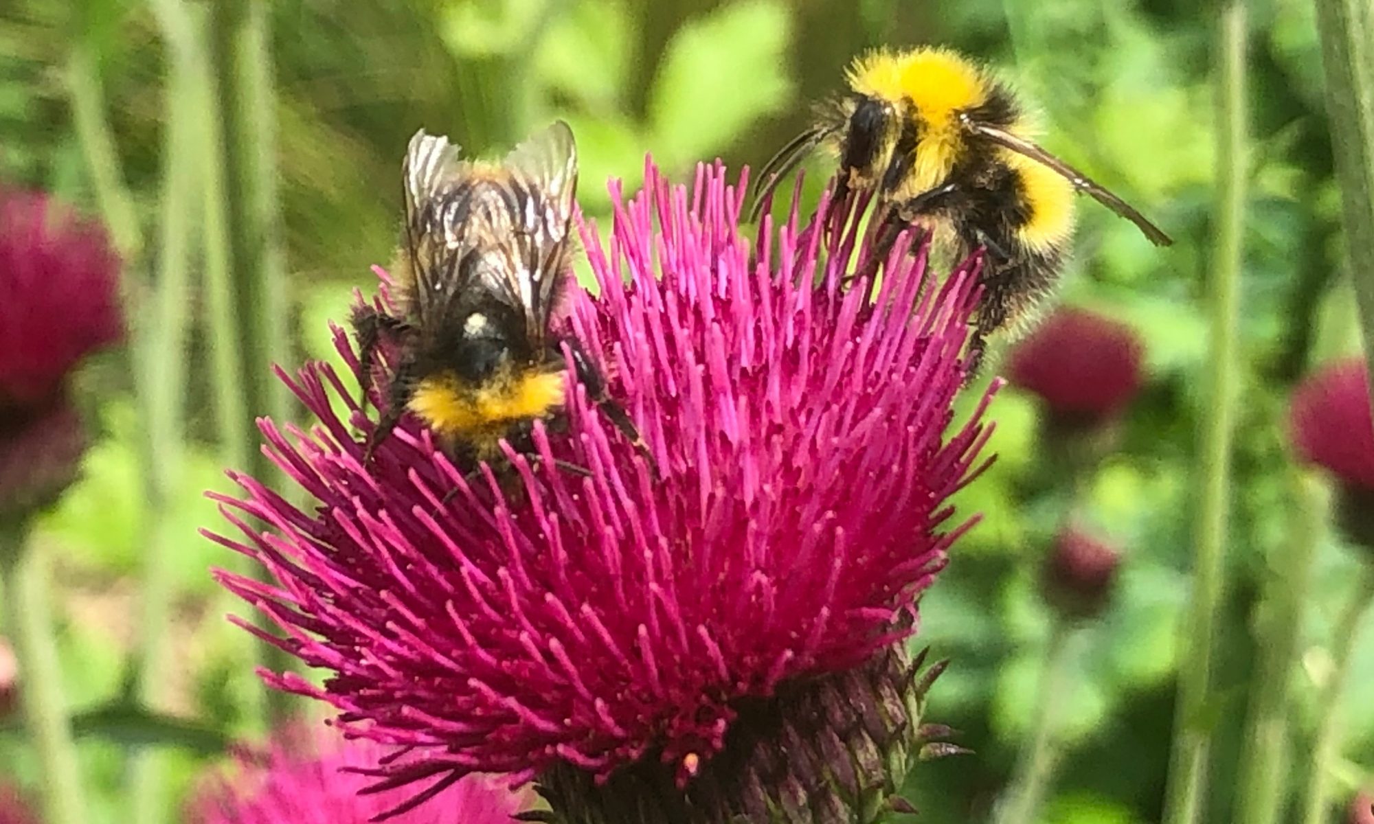 Cirsium rivulare – bees love thistles