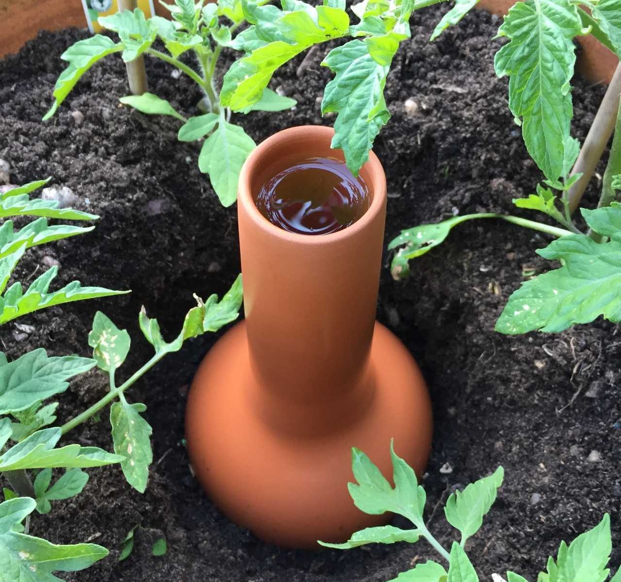 Weston Mill Pottery’s large olla irrigation pots are ideal for use in larger patio containers and greenhouses wmpot.co.uk