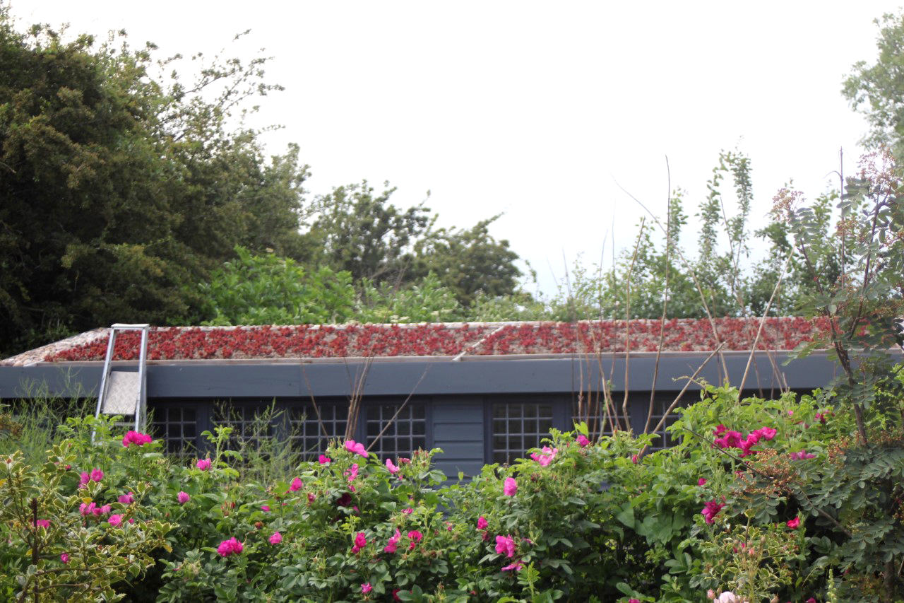 Where-some-plants-fear-to-tread-sedums-and-other-succulents-make-a-great-living-roof