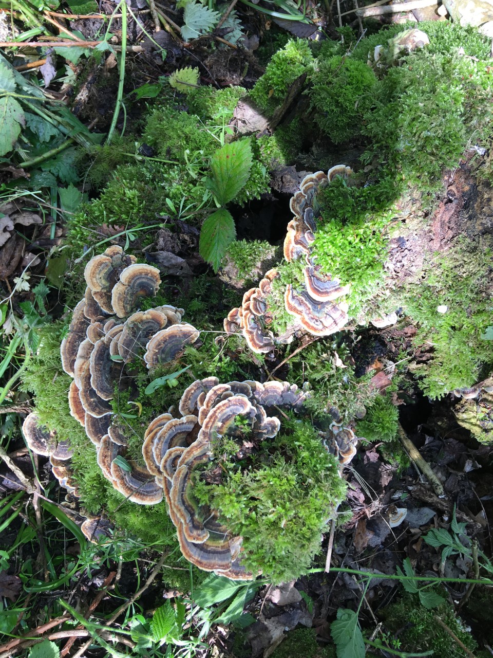 Many zoned polypore fungus in the wood.