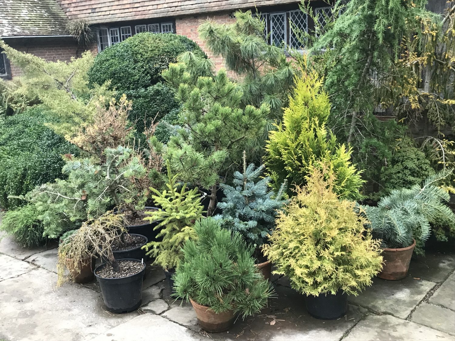 Conifers in containers at Great Dixter