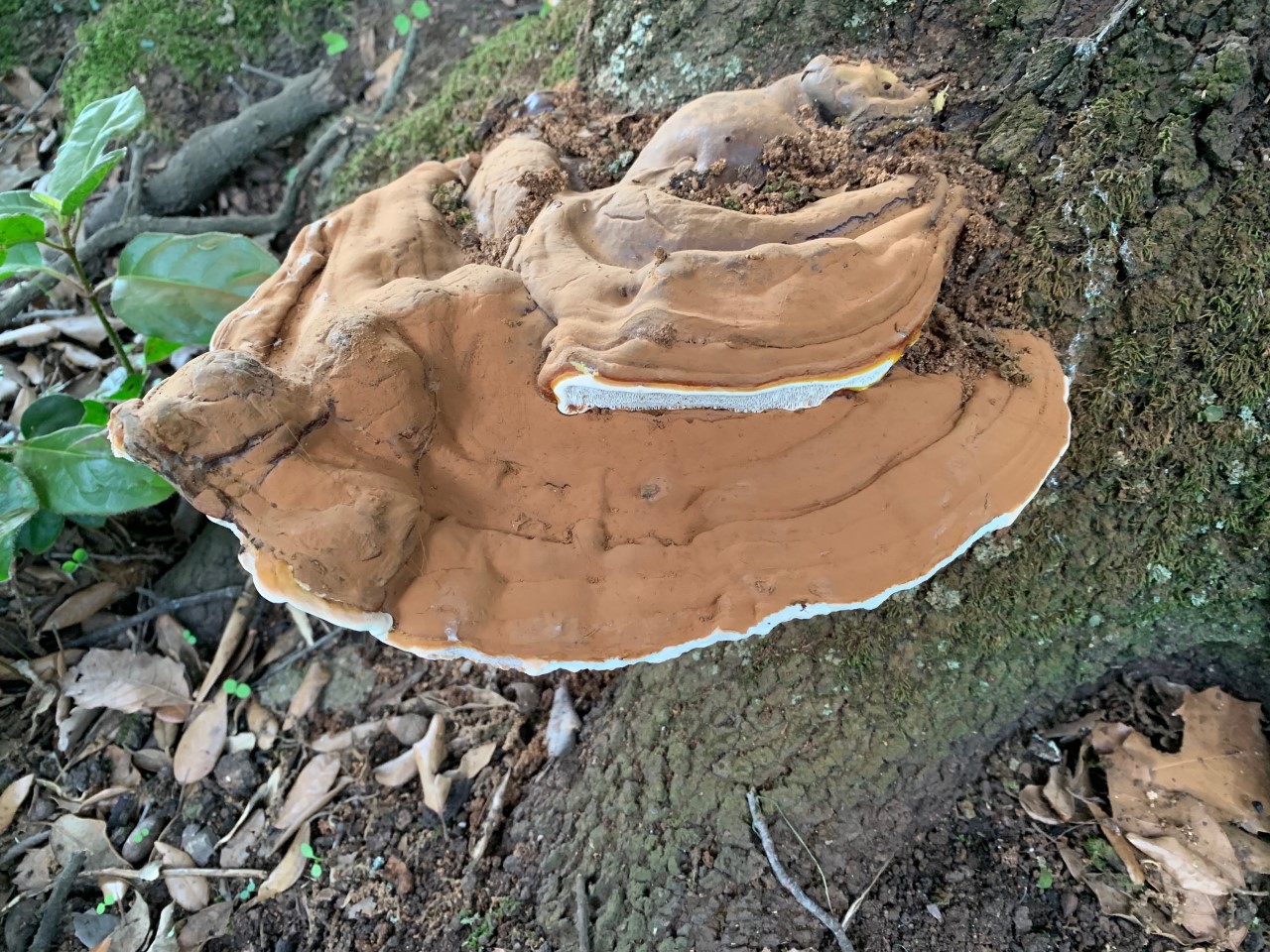 Fungi on oak