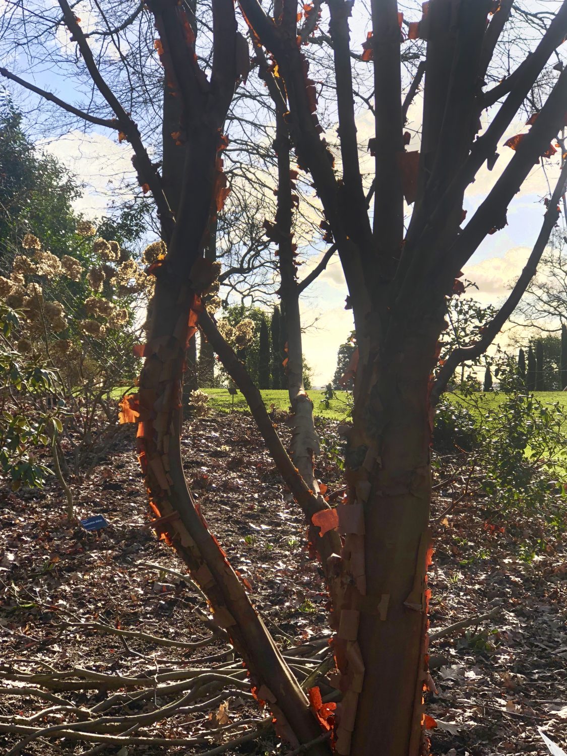 Acer griseum – the cinnamon bark Maple