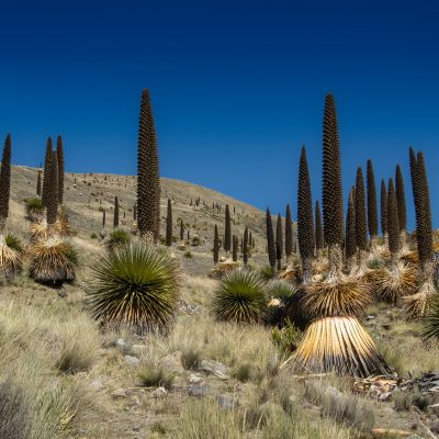 Queen of the Andes, Puya raimondii, flourishing in its natural habitat. The flower spikes can reach as much as 44ft tall