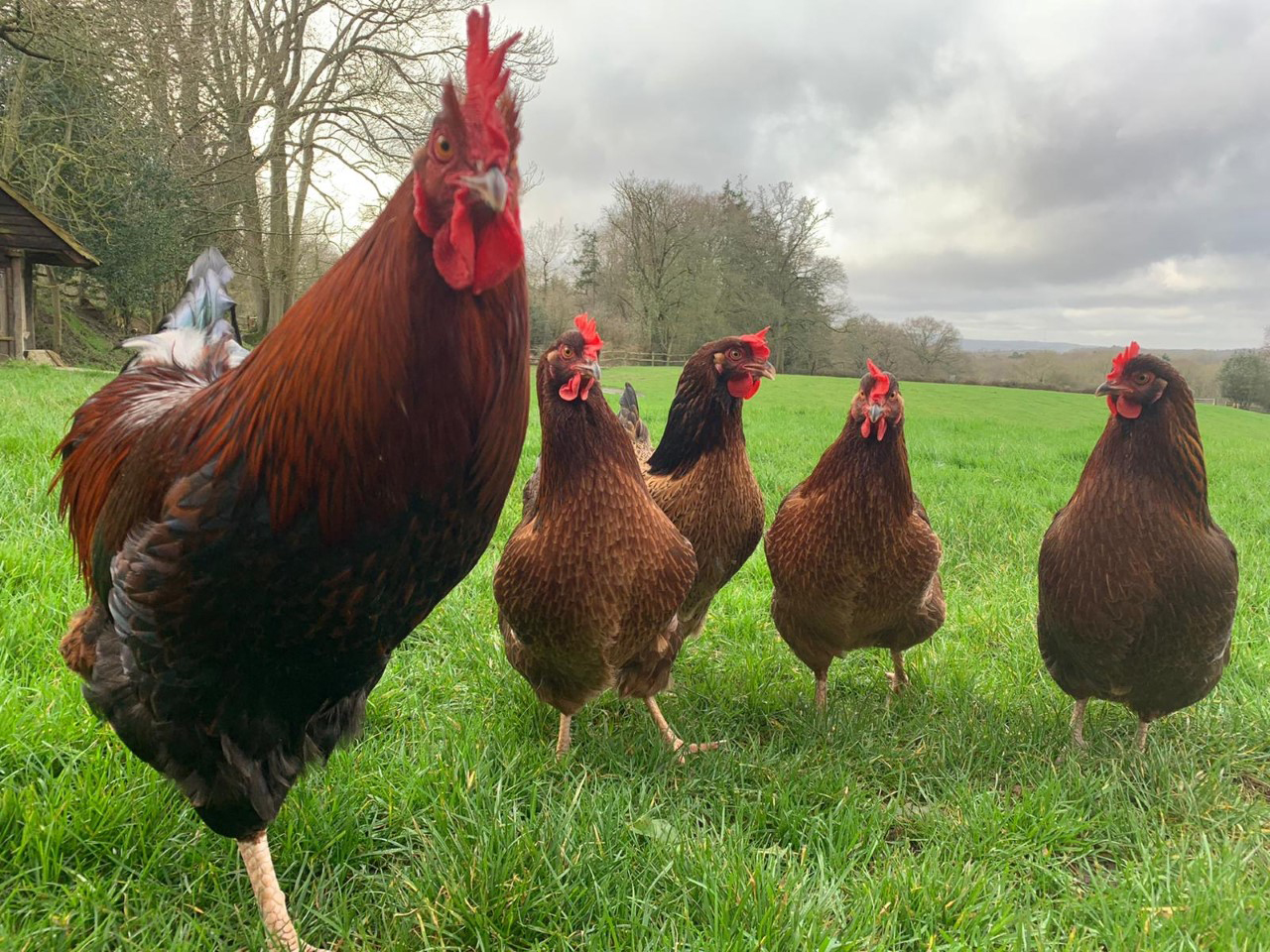 Phil the cockerel and his very rare Brown Sussex hens