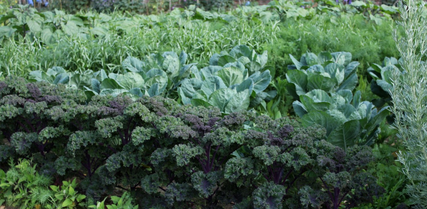 Cabbages and kale