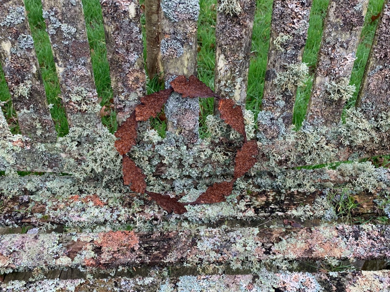 Lichen on garden bench