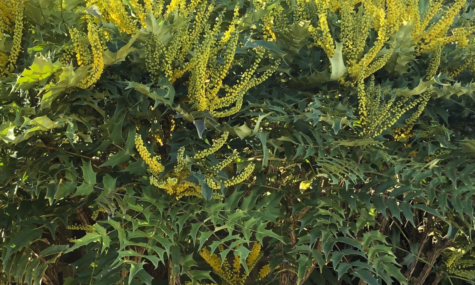 The spiky sunburst flowers of Mahonia seem incongruous in mid-winter