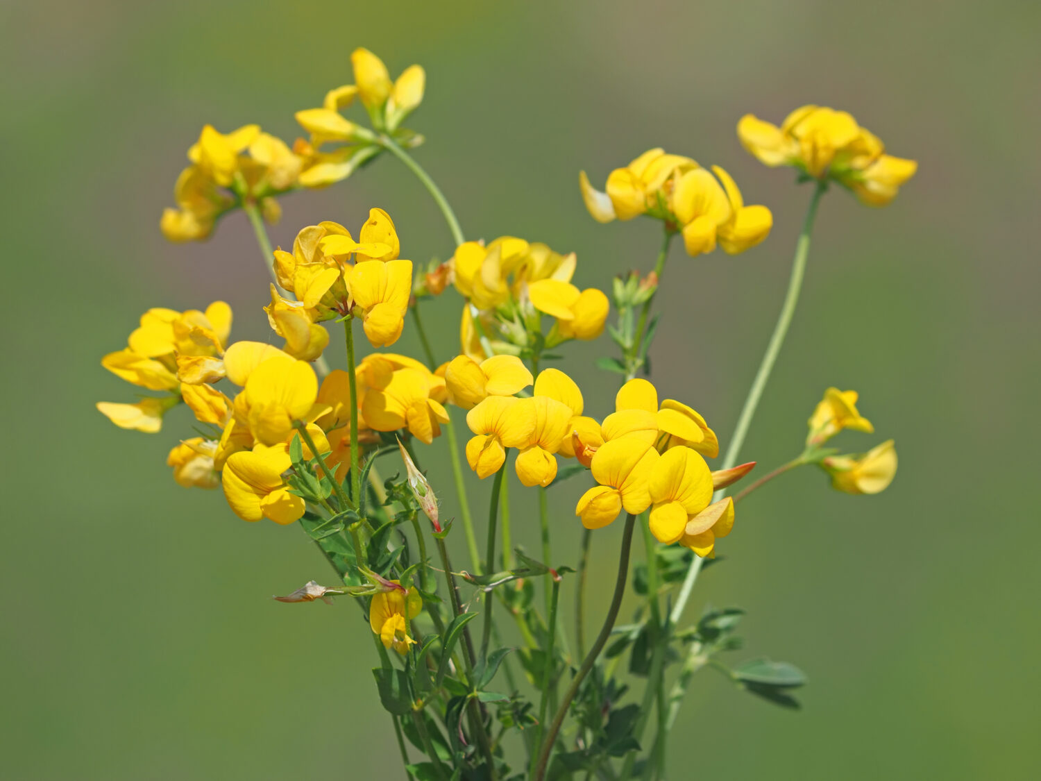 Bird’s-foot trefoil (Lotus corniculatus) – nectar rich and a caterpillar food plant of some moths